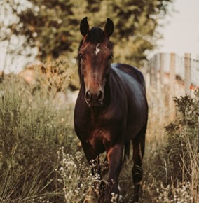 Freddie Vasquez Equestrian Reviews Philanthropy in The Equestrian World