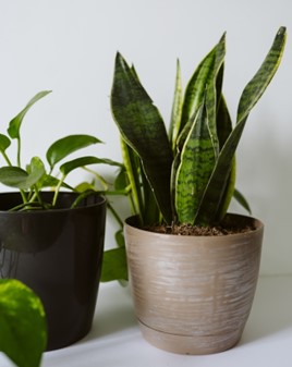 Saralyn Wasserman Discusses Low-Maintenance Houseplants for Busy Lifestyles