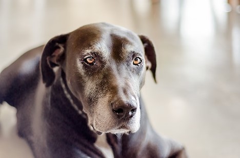 Katherine Marraccini on Senior Dog Care: Tips for Supporting Aging Canine Companions